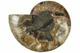 Cut & Polished Ammonite Fossil (Half) - Madagascar #310672-1